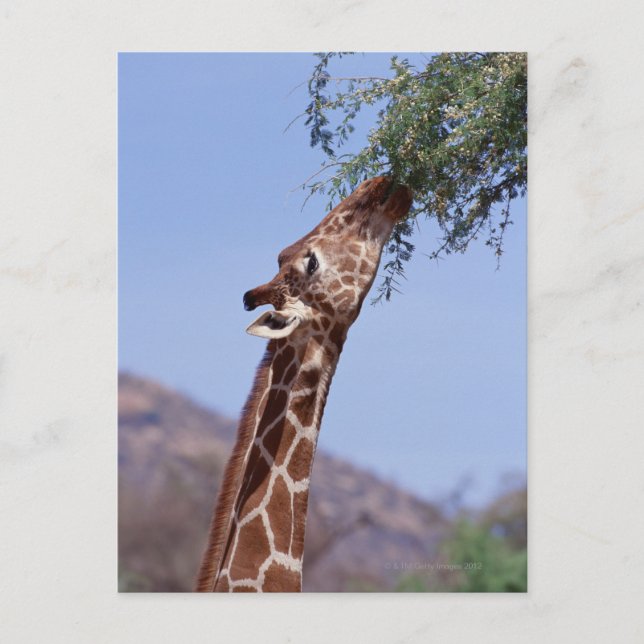 Reticulated Giraffe Postcard (Front)