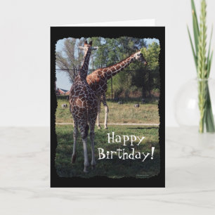 Reticulated Giraffes Birthday Card