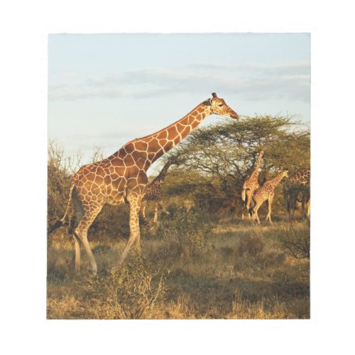 Reticulated Giraffes Giraffe camelopardalis 2 Notepad