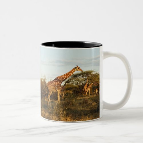 Reticulated Giraffes Giraffe camelopardalis 2 Two_Tone Coffee Mug