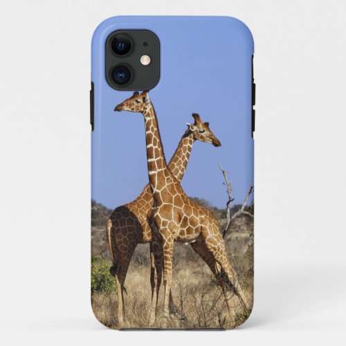 Reticulated Giraffes Giraffe camelopardalis 3 iPhone 11 Case