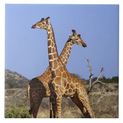 Reticulated Giraffes Giraffe camelopardalis 3 Ceramic Tile