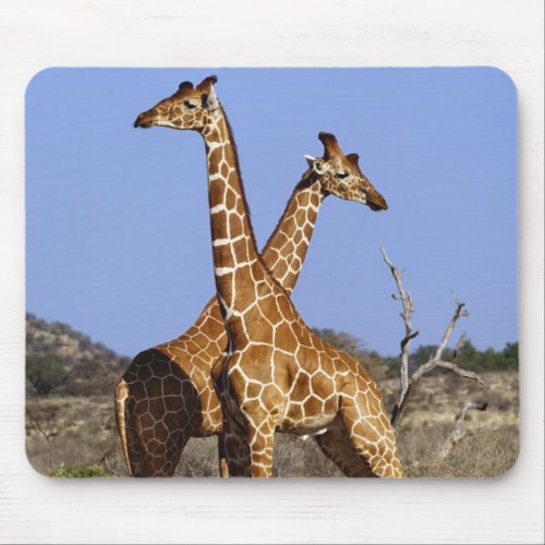 Reticulated Giraffes Giraffe camelopardalis 3 Mouse Pad