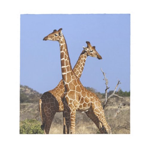 Reticulated Giraffes Giraffe camelopardalis 3 Notepad