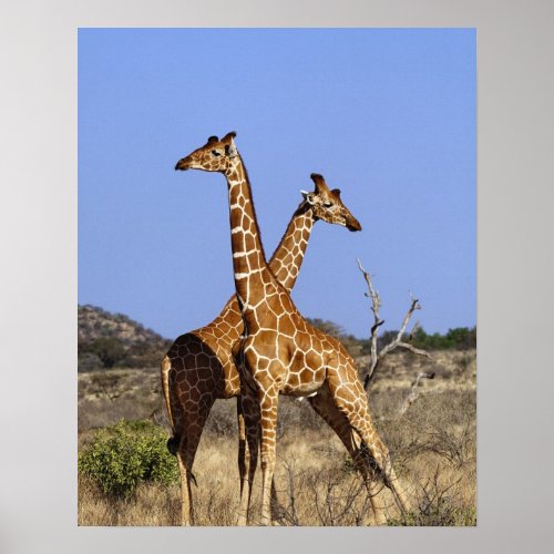 Reticulated Giraffes Giraffe camelopardalis 3 Poster