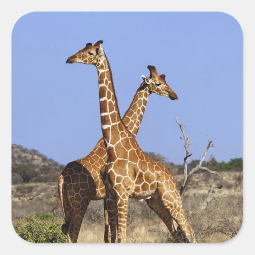 Reticulated Giraffes Giraffe camelopardalis 3 Square Sticker