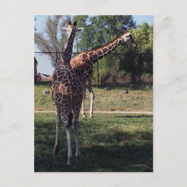 Reticulated Giraffes Postcard (Front)