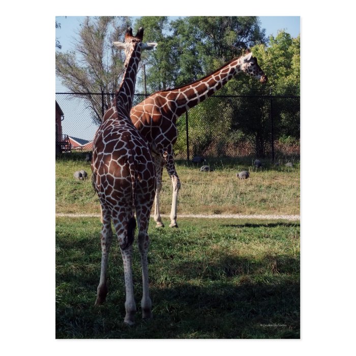 Reticulated Giraffes Postcard