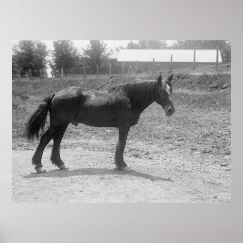 Retired War Horse Circa 1916 Poster