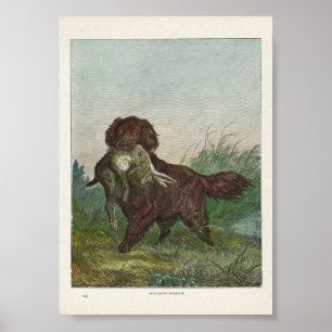 Retriever Hunting Dog Poster