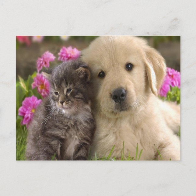 Retriever Kitten Postcard (Front)