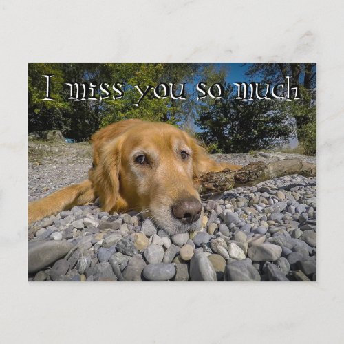 Retriever on the rocky beach Ive been thinking Postcard