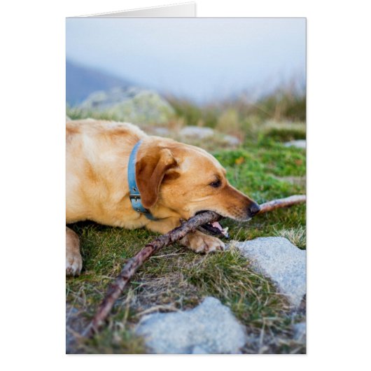 Retriever with Stick Cards (Front)
