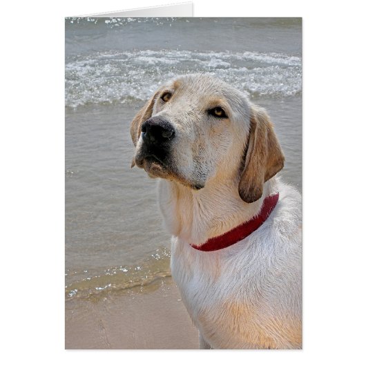 Retrieving Romance (Front)