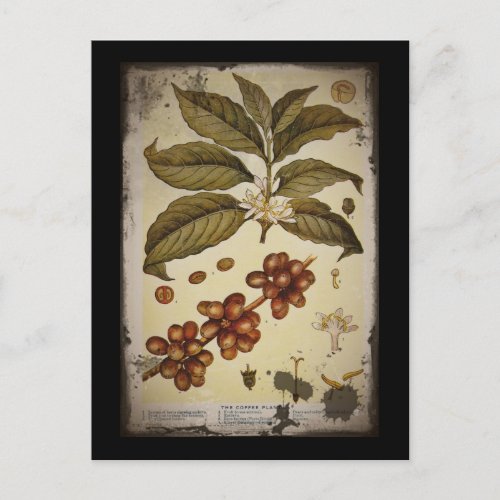 Retro Botanical Image Coffee Postcard