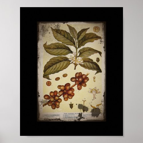 Retro Botanical Image Coffee Poster