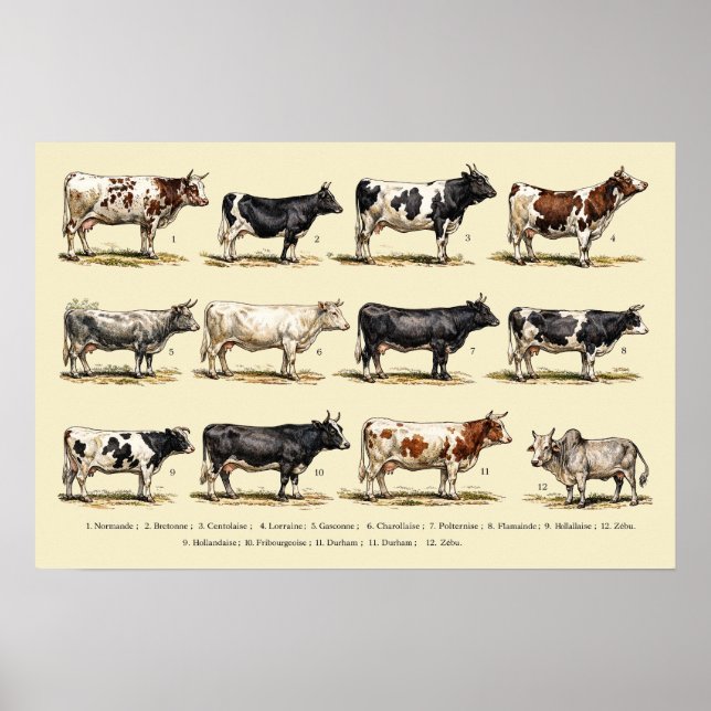 Retro Cattle Breeds Art Poster (Front)