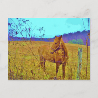 Retro Colored Horse Postcard