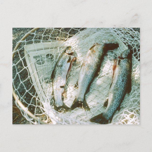 Retro Fishing Net and Trout Postcard (Front)