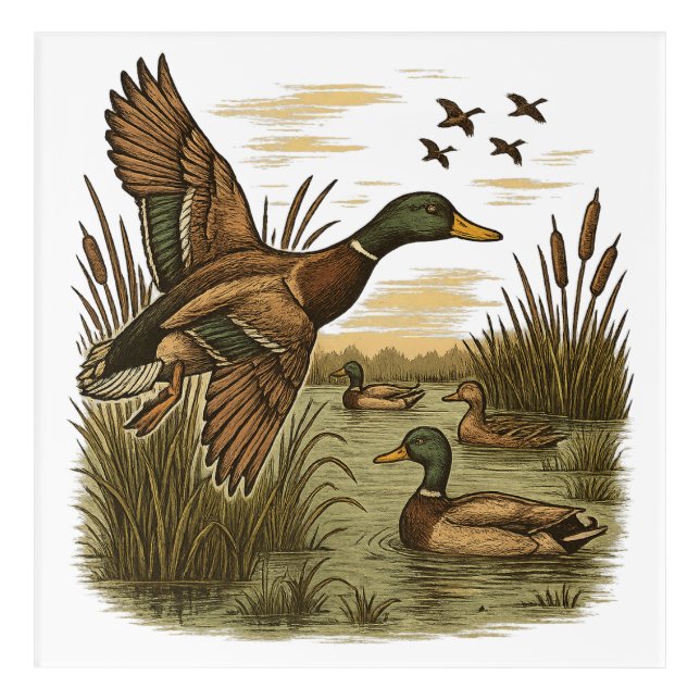 Retro-Flying-Mallard-Duck-Hunting,  Acrylic Print (Front)