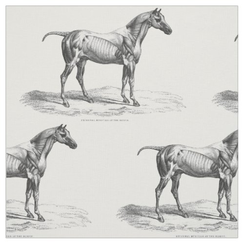 Retro horse muscle anatomy picture textile fabric