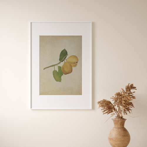 Retro Pear Fruit Botanical Illustration Poster