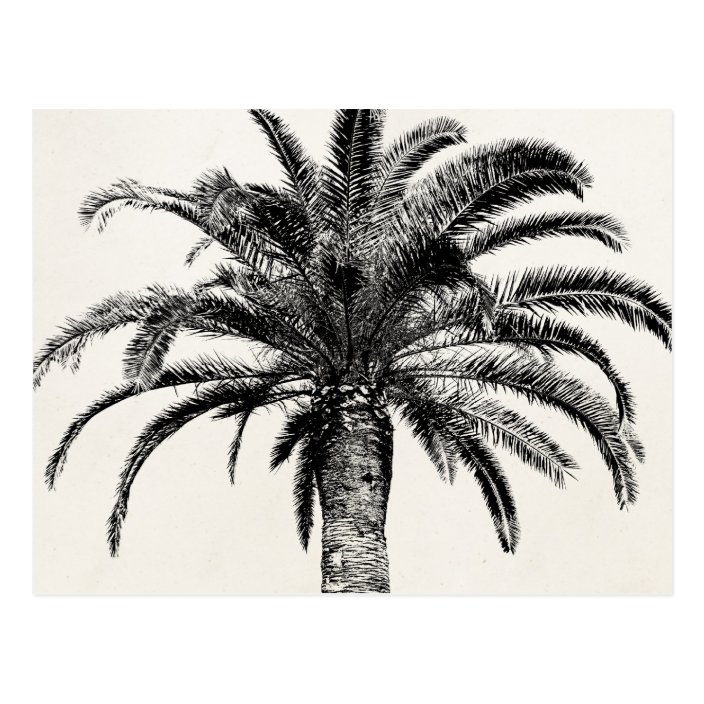 Retro Tropical Island Palm Tree In Black And White Postcard Zazzle Com