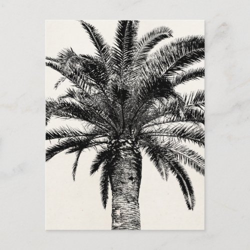 Retro Tropical Island Palm Tree in Black and White Postcard