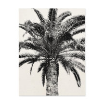 Retro Tropical Island Palm Tree in Black and White