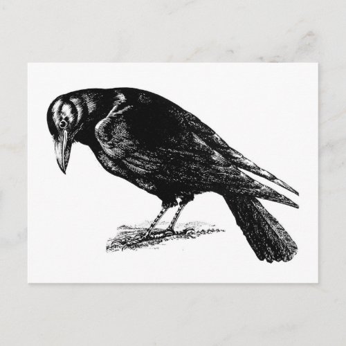 Retro Vintage Black Crow Postcard