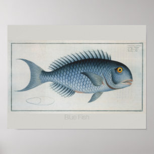 Retro Vintage Blue Fish Drawing Poster