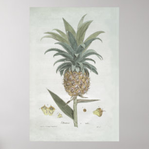 Retro Vintage Botanical Pineapple Drawing Poster