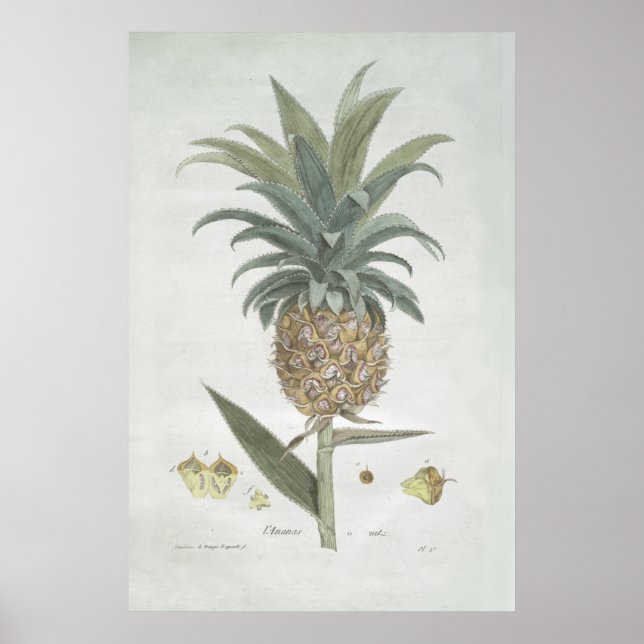 Retro Vintage Botanical Pineapple Drawing Poster (Front)