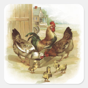 Retro Vintage Chickens Square Sticker