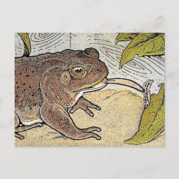 Retro Vintage Frog Book Illustration Postcard by hiway9 at Zazzle
