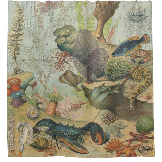 Retro vintage marine biology ocean fish shower curtain (Front)