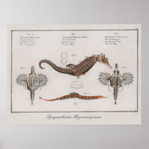 Retro Vintage Zoological Seahorse Drawing Poster