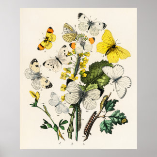 Retro Yellow Butterfly and flowers Print Poster
