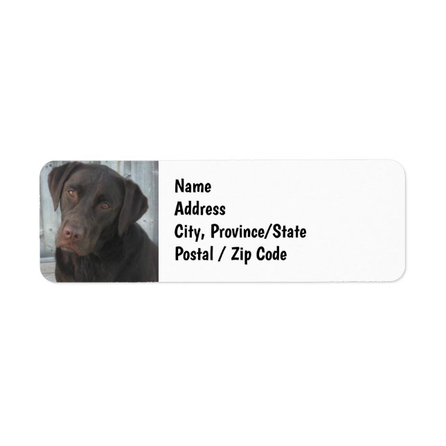 Return Address Labels - Cute Chocolate Lab Dog (Front)