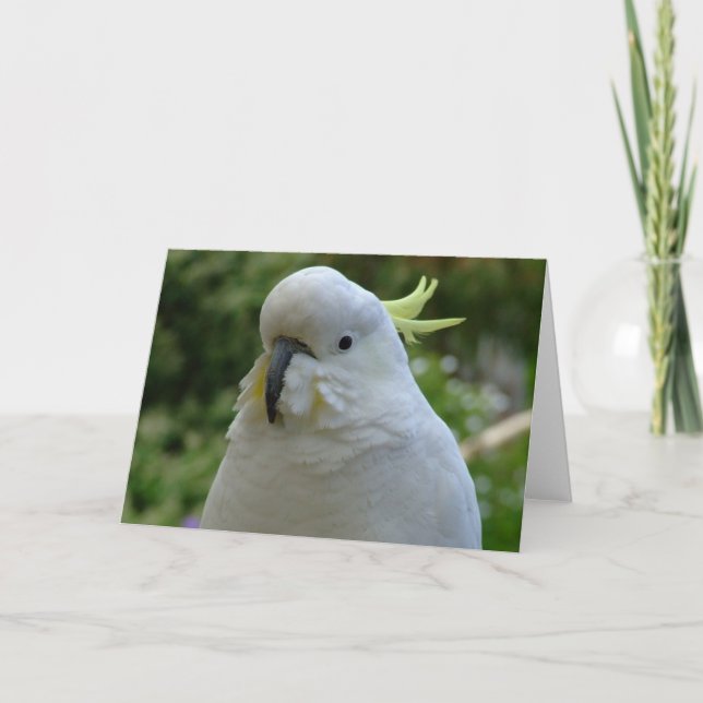 Return of the almond muncher! card (Front)