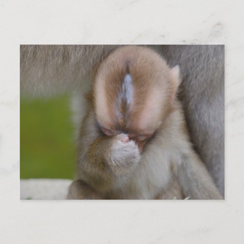 Reverent Baby Snow Monkey Postcard