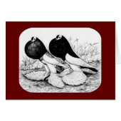 Reversewing Pouter Pigeons (Front Horizontal)