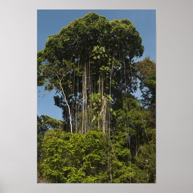 Rewa River edge Rainforest Guyana Poster (Front)