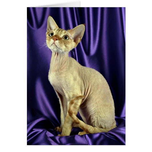 Rex, Devon, red tabby Cards (Front)