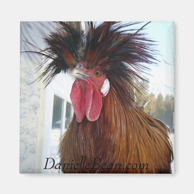 Rex Rooster Magnet (Front)
