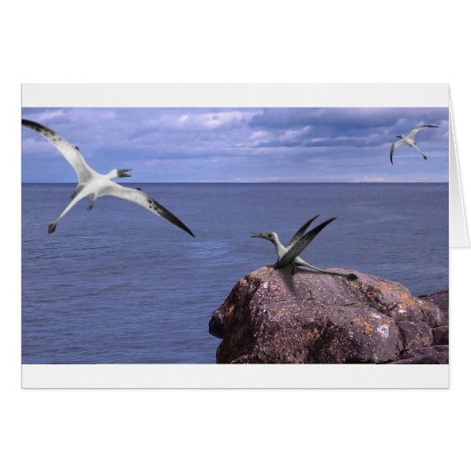 Rhamphorhynchus Blank Card (Front Horizontal)