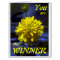 Rhapsody in blue and yellow YOU ARE THE WINNER