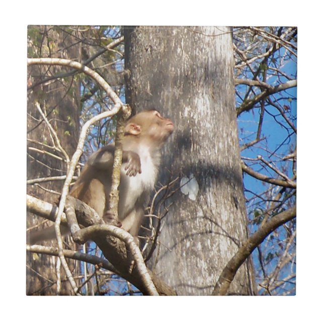 rhesus macaque monkey looking up ceramic tile (Front)