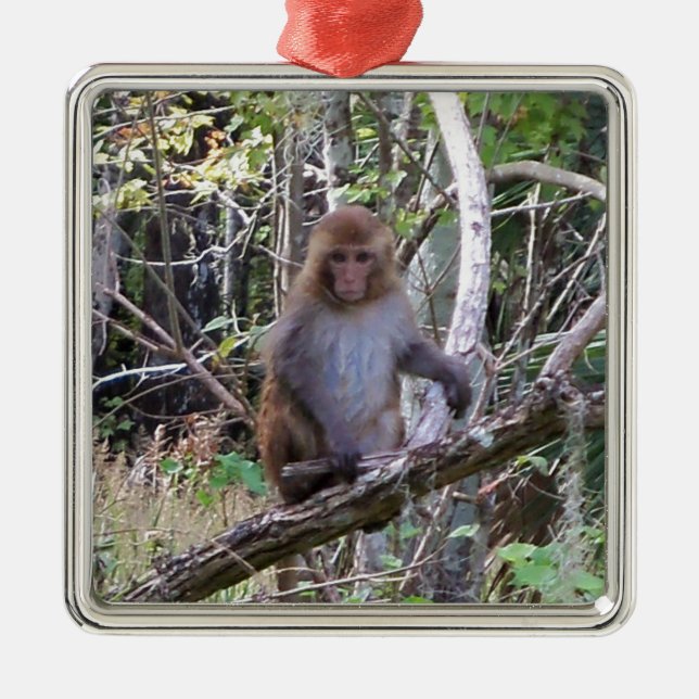 rhesus macaque monkey metal ornament (Front)
