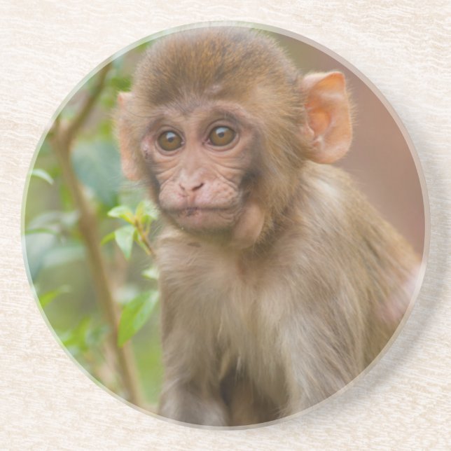 Rhesus Monkey Baby, Monkey Temple, Jaipur Coaster (Front)
